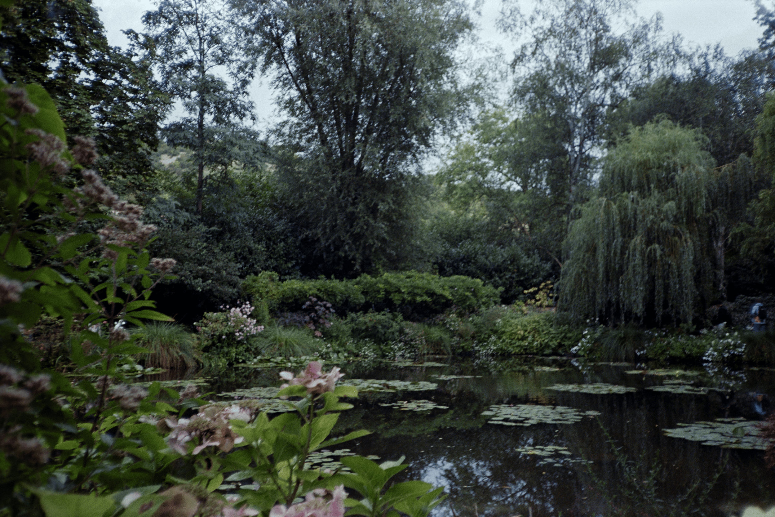 A film photo of a large pond in Monet's garden in France. There are many trees and flowers around the pond's edges and lilypads floating on the surface.