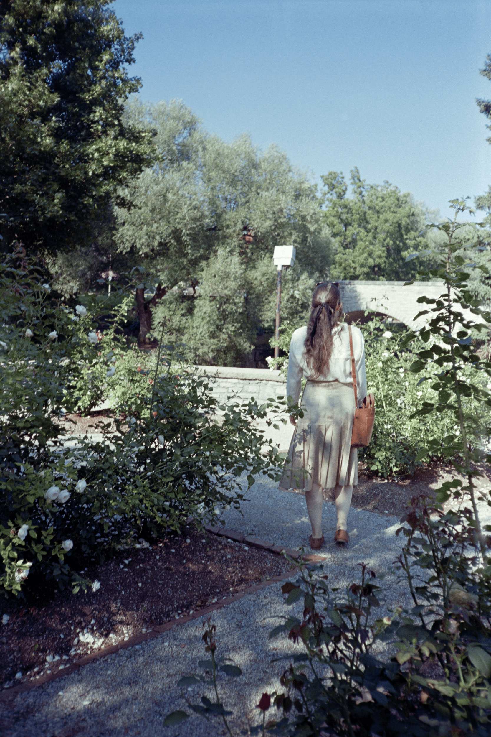 A film photo of a rose garden in Stratford Ontario. A young woman with long brown hair wearing a white shirt and tan skirt stands with her back to the camera. She is standing on a path through the garden and looking at a bridge in the distance.
